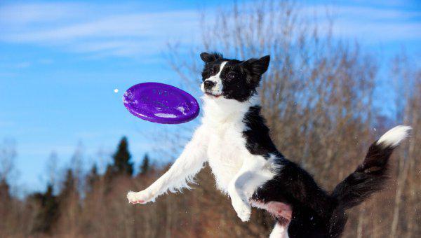 白尾巴狗为什么不能养