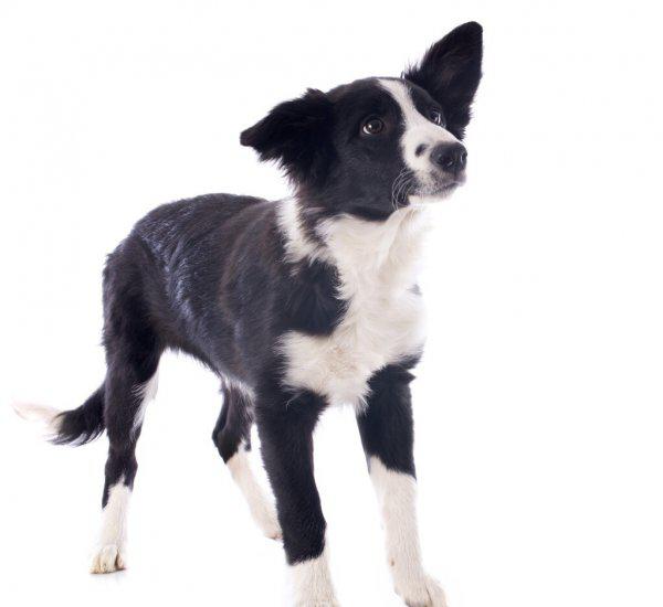 白尾巴狗为什么不能养