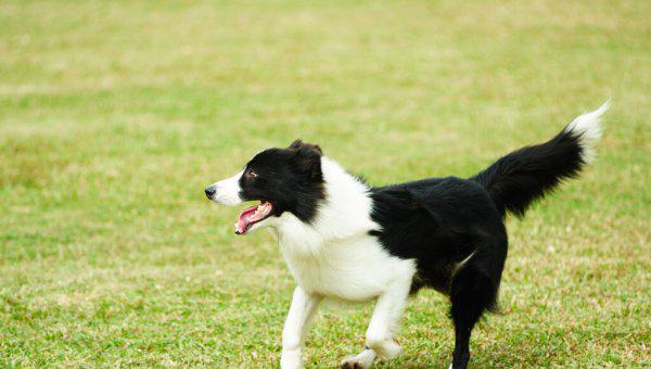 白尾巴狗为什么不能养