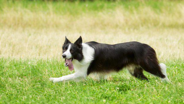 白尾巴狗为什么不能养