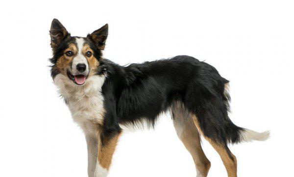 白尾巴狗为什么不能养