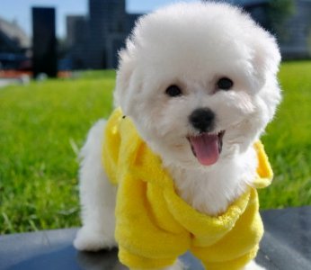 比熊怎样算是认主人了 比熊认主人的6大表现分别为