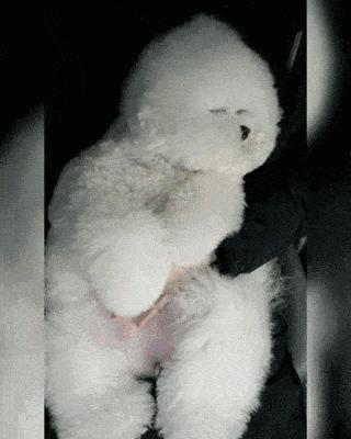 比熊怎样算是认主人了