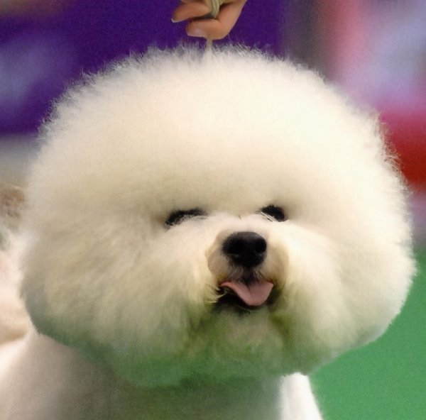 比熊怎样算是认主人了