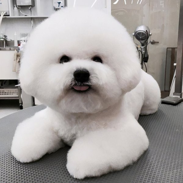 比熊怎样算是认主人了