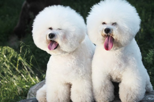 比熊怎样算是认主人了