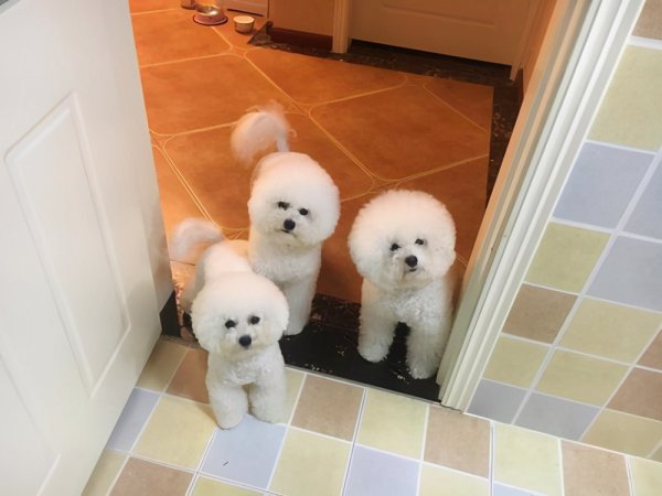 比熊怎样算是认主人了