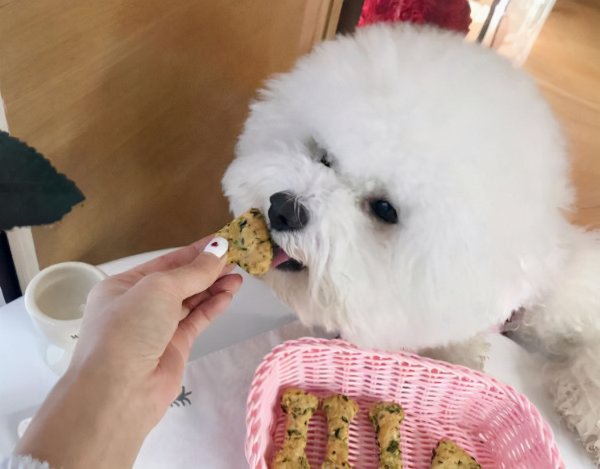 比熊怎样算是认主人了