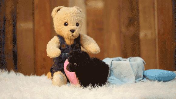 适合家养的小型犬有哪些