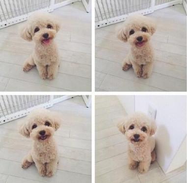 适合家养的小型犬有哪些