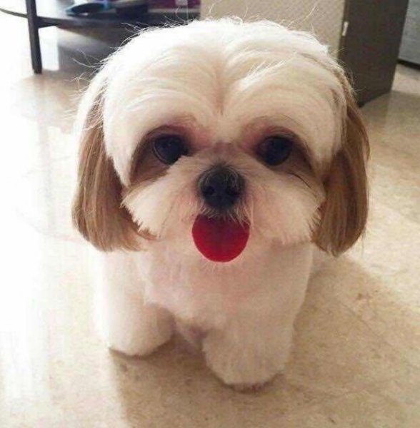 适合家养的小型犬有哪些