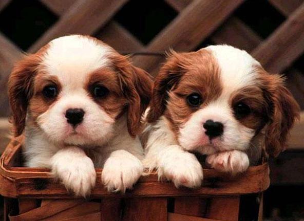 适合家养的小型犬有哪些