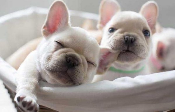 适合家养的小型犬有哪些