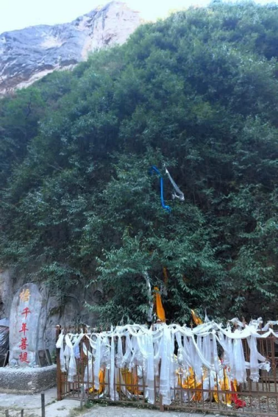 中国树木寿命排行榜