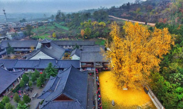 中国树木寿命排行榜