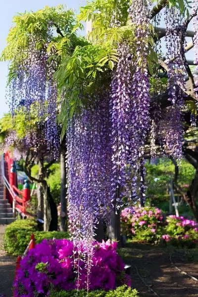 中国树木寿命排行榜