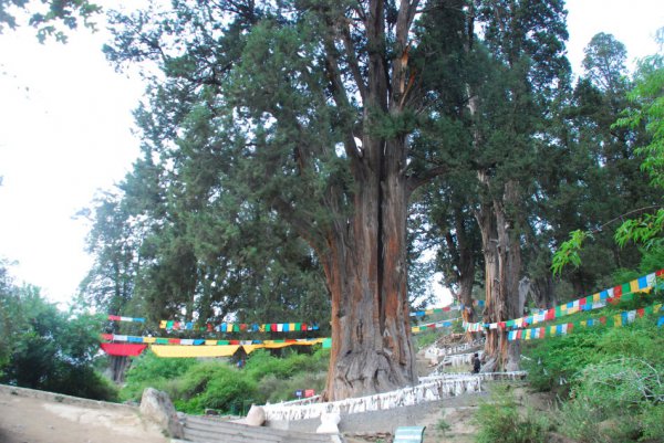 中国树木寿命排行榜