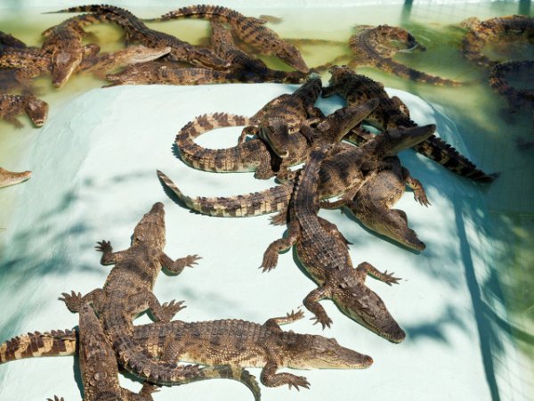 鳄鱼养殖成本和利润多少