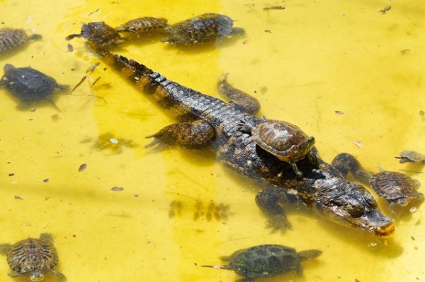 鳄鱼养殖成本和利润多少