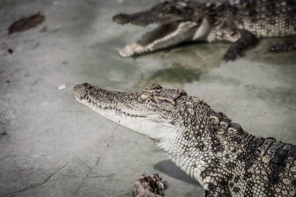 鳄鱼养殖成本和利润多少