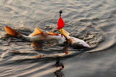 水深6一7米钓鲢鳙应该钓多深 水深六米垂钓鲢鳙的方法