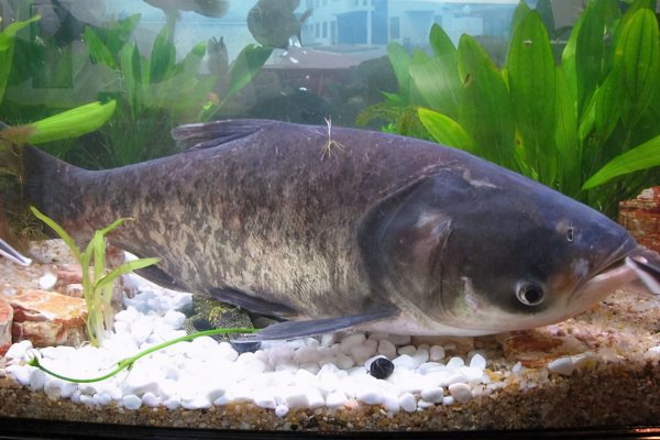 水深6一7米钓鲢鳙应该钓多深