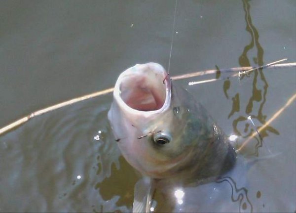 水深6一7米钓鲢鳙应该钓多深