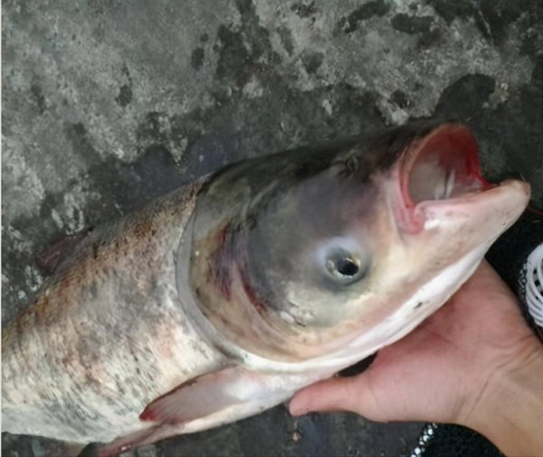 水深6一7米钓鲢鳙应该钓多深