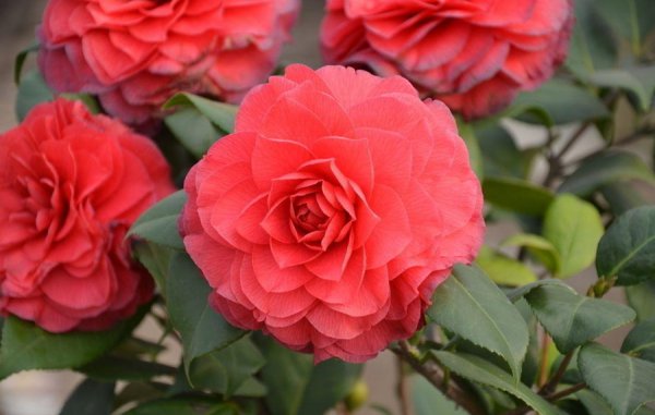 各种红色的花有哪些