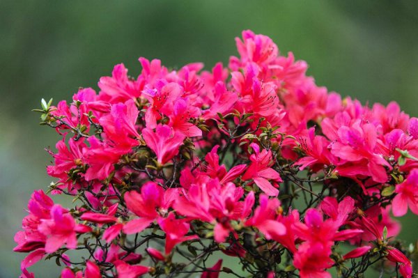 各种红色的花有哪些