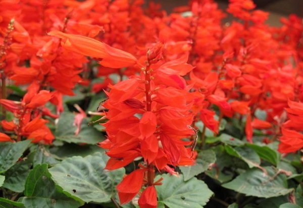 各种红色的花有哪些