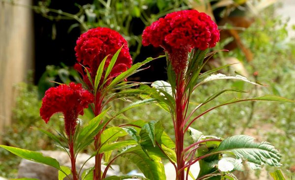 各种红色的花有哪些