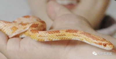 适合新手养的十种蛇 宠物蛇的“适新”品种有哪些