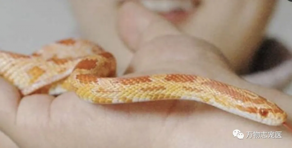 适合新手养的十种蛇