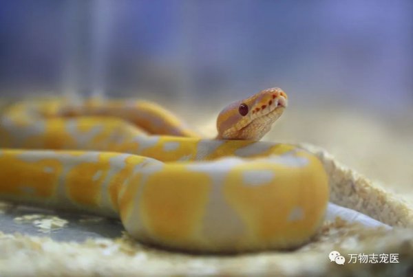 适合新手养的十种蛇