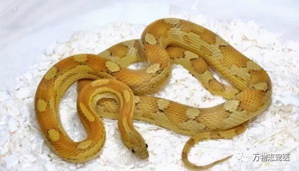 适合新手养的十种蛇