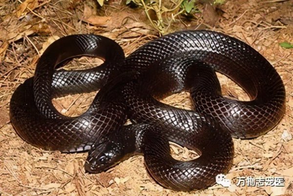 适合新手养的十种蛇