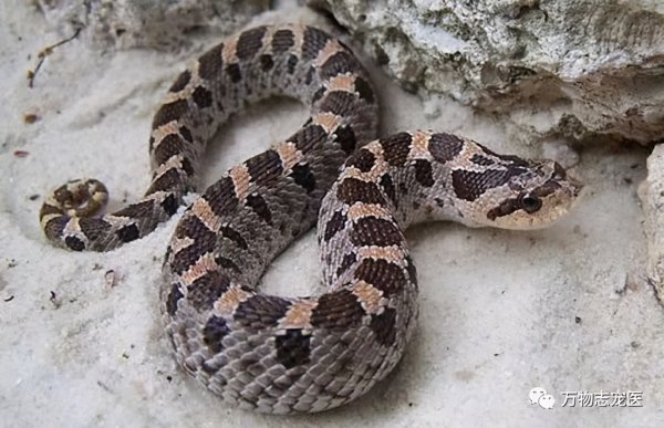 适合新手养的十种蛇