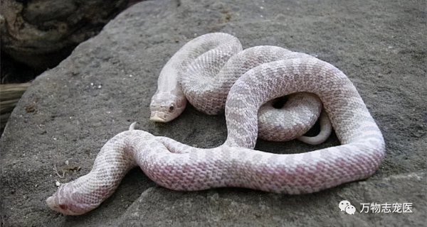 适合新手养的十种蛇