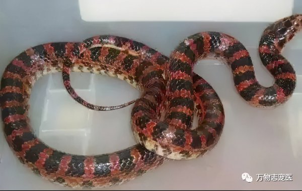 适合新手养的十种蛇