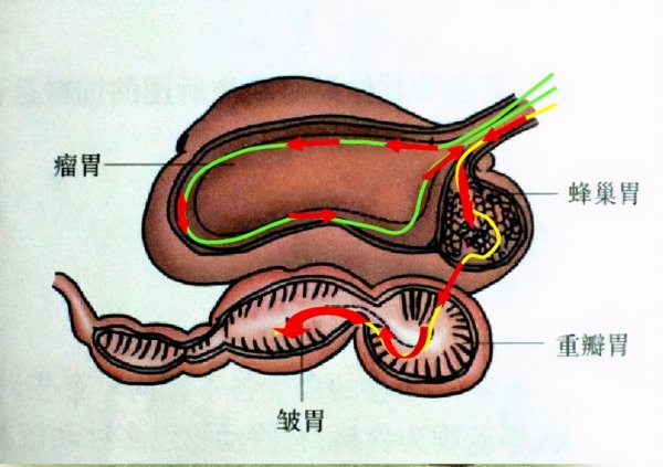 牛的四个胃分别叫什么