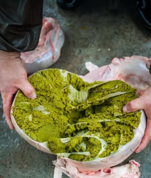 牛的四个胃分别叫什么