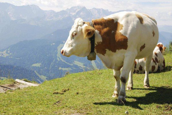 牛的四个胃分别叫什么