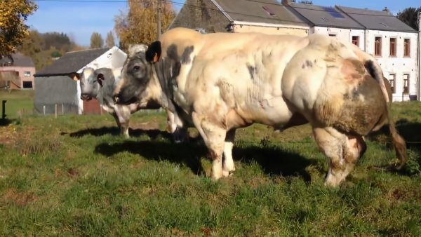 牛的四个胃分别叫什么