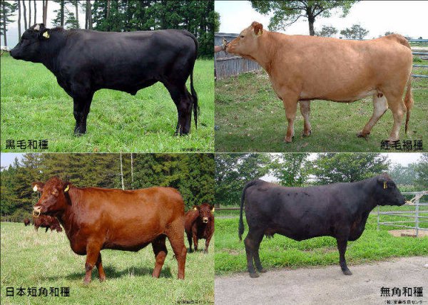 牛的四个胃分别叫什么