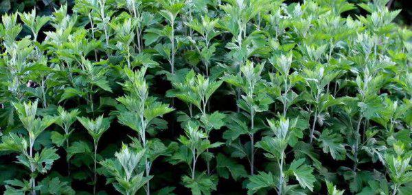 后代脉学之宗是谁