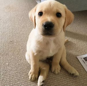 拉布拉多是大型犬吗 为什么拉布拉多犬这么容易发胖