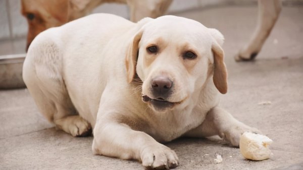 拉布拉多是大型犬吗