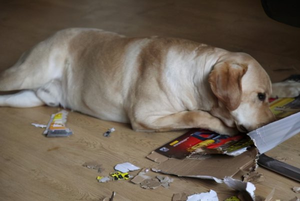 拉布拉多是大型犬吗