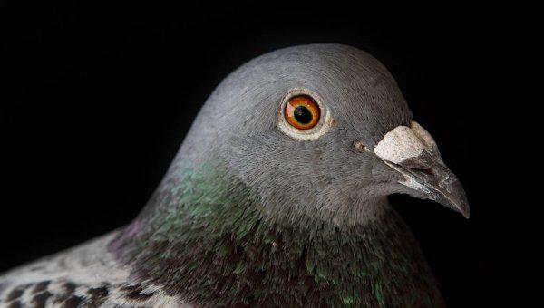 信鸽怎么知道往哪飞送信